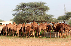 national research centre of camel